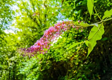 Switzerland Flower