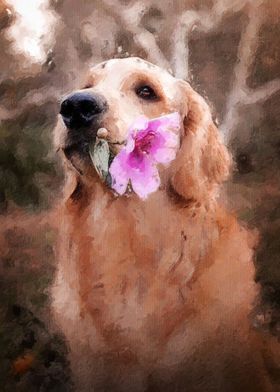 Golden Retriever