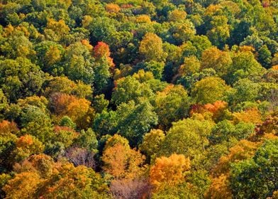 Aerial Autumn Background B