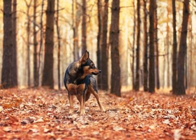 Animal Autumn Black Canine