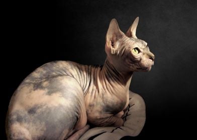 Sphynx Cat