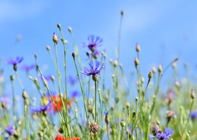 Alpine Cornflowers