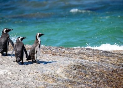 African Pengouins