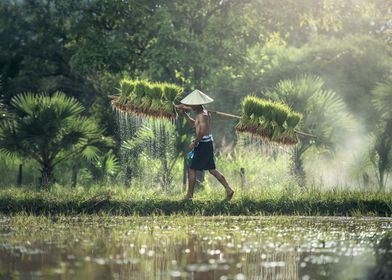 Rice Agriculture Thailand