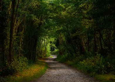 Woodland Path