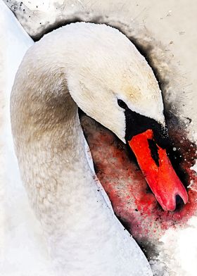 Swan bird art