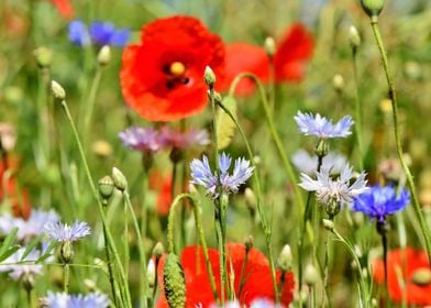 Alpine Cornflowers