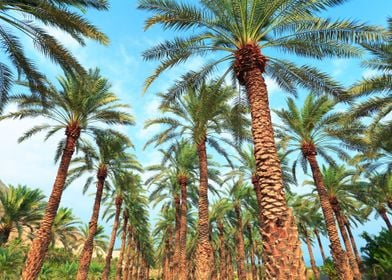 Israel Tree Dates Palm Gar