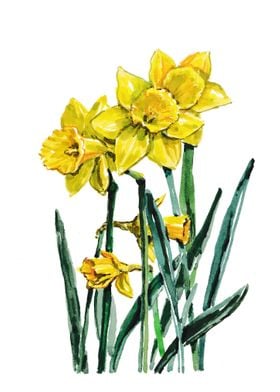  Daffodils