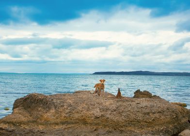 Animal Background Bay Beac