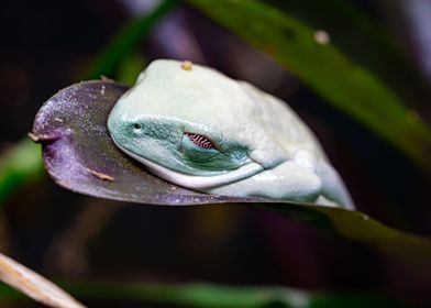 Agalychnis callidryas 