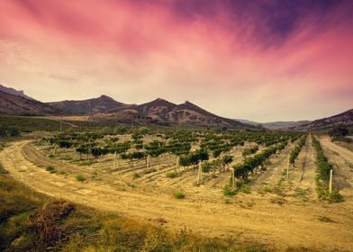 Landscape Valley Vineyard 