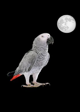 African Gray Parrot Moon