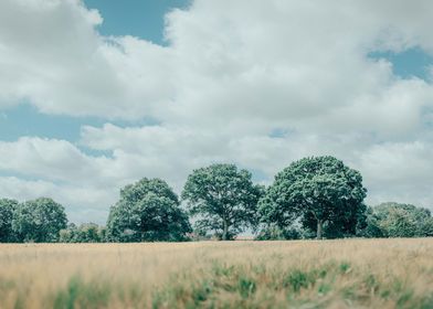 Edged treeline