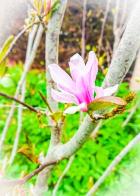 Magnolia flower