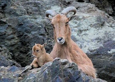 nature animal goat