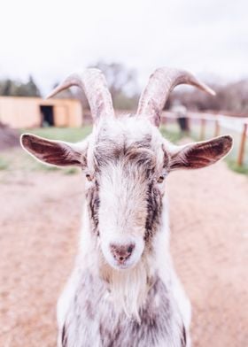 nature animal goat