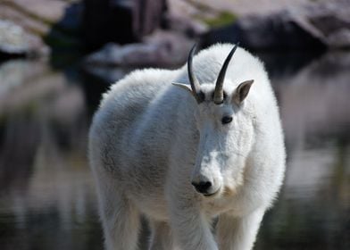 nature animal goat