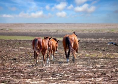 Animals Horse Image Landsc