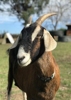 nature animal goat