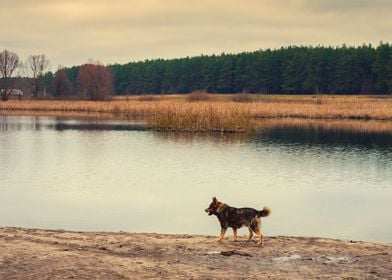 Dog Animal Pet Walk Autumn