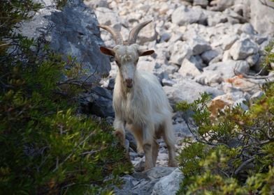 nature animal goat