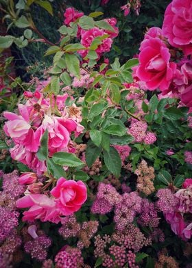 Summer flowers