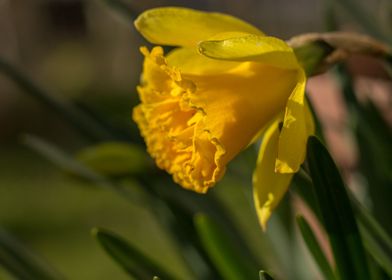 Daffodil yellow flowers