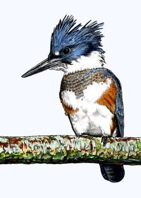 BELTED KINGFISHER