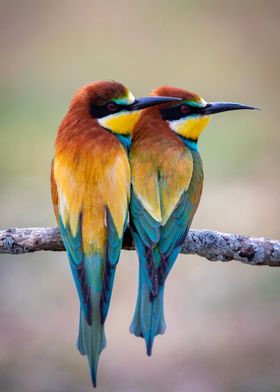 Bird couple