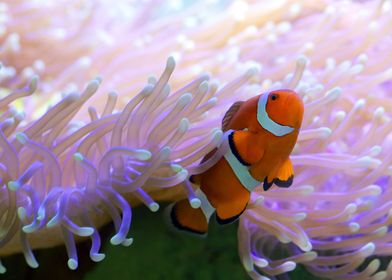 Clown In The Coral