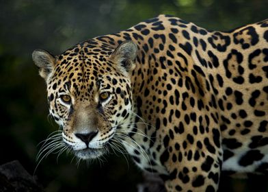 The Jaguar Stare