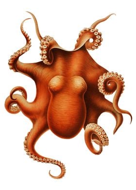 Vintage red Octopus