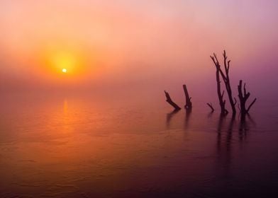 Dead Trees Alive at Sunset