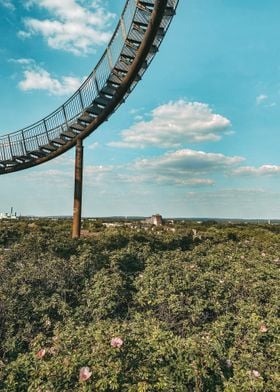 Tiger Turtle View