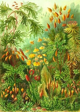 Moss Ernst Haeckel  