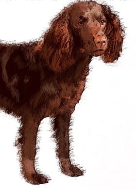 American Water Spaniel