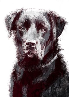 Labrador Artwork