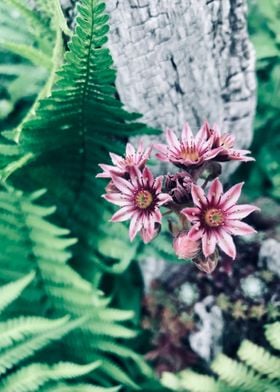 houseleek green fern