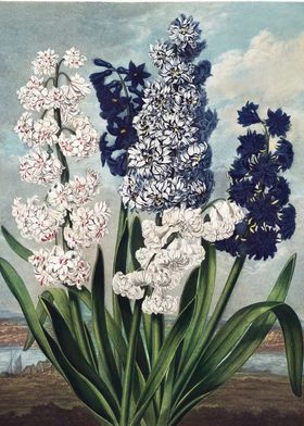 Vintage Flora Illustration
