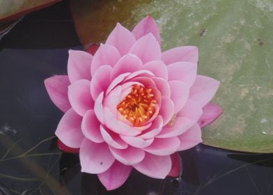 pink water lily