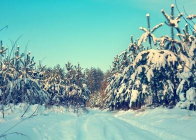 Footpath Forest Landscape 