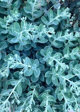 green fat hen sedum