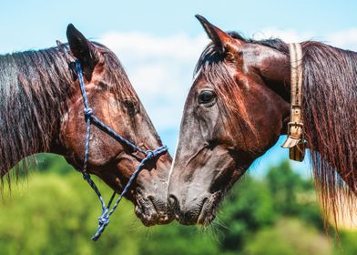 Two trotter horses 