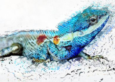 Amplify Chameleon