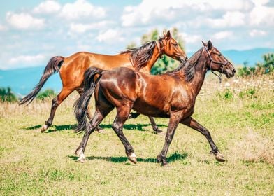 Two trotter horses 