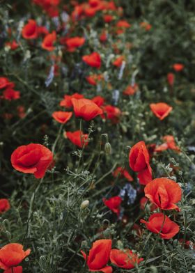 Poppy field