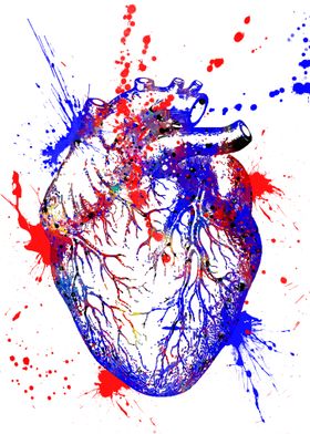 Human heart 