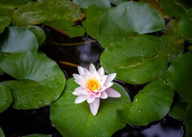 Water lily