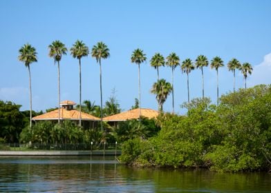 Tropical Florida Palm Tree